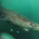 The Greenland shark has just been named the longest-lived vertebrate, with a lifespan of up to 400 years. Image: Julius Nielsen